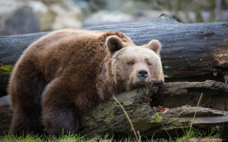 Brown bear leaning log sad - a brown bear free wallpaper
