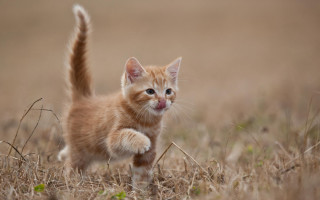 Small kitten walking dry grass 3 - dry free wallpaper