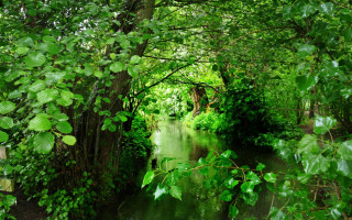 River bridge forest ecological impressionist - a lush green forest free wallpaper