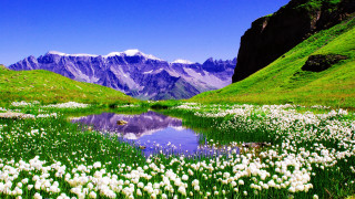 Flower field mountain lake blue - a few white flower free wallpaper for desktop