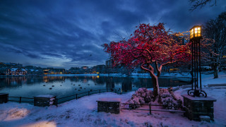 Red leaves lake lamp post - elsa bleda free wallpaper