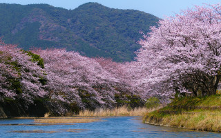 River pink flowers mountain blooming - free spring wallpaper