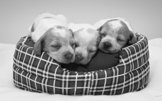 Puppies sleeping blackwhite bed elk - their eye free wallpaper