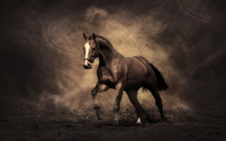 Horse running field dust black - a white bird free wallpaper for desktop
