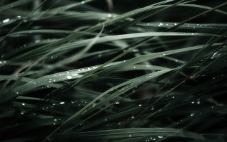 Grass water drops macro nature - a close up of a grass free wallpaper