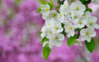 Flower branch white pink purple - white flower free wallpaper for desktop