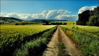 Dirt road green field cloudy 7 - a dirt road in a field free wallpaper