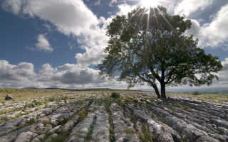 Lone tree field rocks grass - wide angle len free wallpaper for desktop