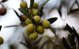 Olives branch leaves berries photorealism - leaf and berries free wallpaper for desktop
