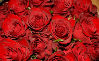 Red roses vase floral background - red rose free wallpaper for desktop