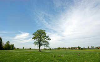 Lone tree field blue sky 6 - wide angle len free wallpaper for desktop