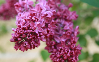 Purple flower bloom bokeh branch - the background and a blurry background free wallpaper