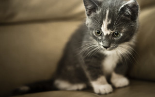 Small kitten couch sad eyes 2 - a small kitten free wallpaper