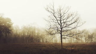 Lone tree fog forest bare - a lone tree in a field free wallpaper
