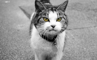 Black cat collar serious yellow - a collar free wallpaper