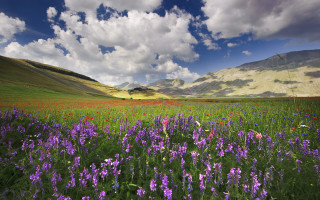 Flower field mountains clouds blue - coppo di marcovaldo free wallpaper