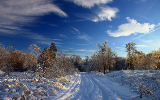 Snowy forest path blue sky - free winter wallpaper