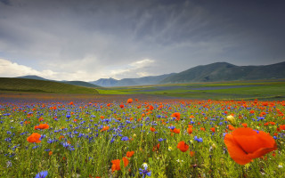 Flower field mountains cloudy sky - a few cloud free wallpaper for desktop
