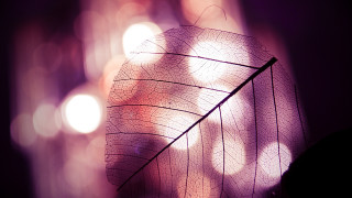 Leaf moonlight city fence holography - ambient light free wallpaper