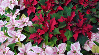 Pink green flower wall color - vivid color free wallpaper