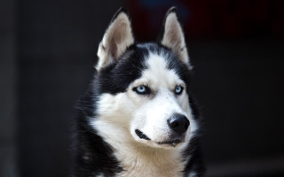 Black white dog blue eyes 3 - handsome free wallpaper
