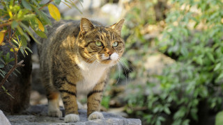 Cat rock garden bokeh plant - a statue free wallpaper
