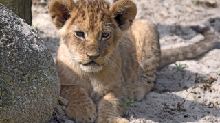 Lion cub sitting rock sand - a large rock free wallpaper