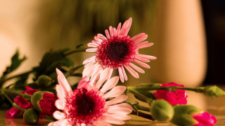 Flowers table center red spiderlily - one flower in the middle of the picture free wallpaper