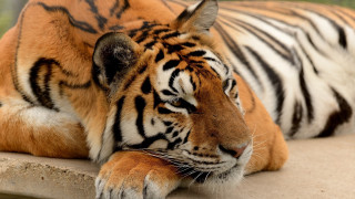 Tiger resting by pool carlos - the ground next free wallpaper