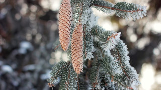 Pine snow needles macro bokeh - needle free wallpaper