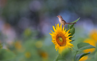 Bird sunflower field nature photography - nature photography free wallpaper