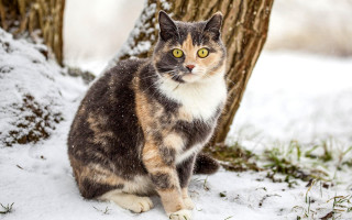 Snowy cat impressionism tree branches - the snow next free wallpaper