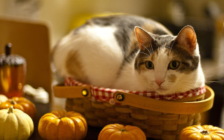 Cat basket pumpkins laptop autumn - pumpkin free wallpaper for desktop