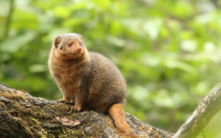 Small animal forest branch photorealistic - a small animal sitting free wallpaper