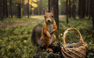 Squirrel log basket woods trail - a log free wallpaper