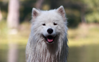 White dog lake background blurry - aloysius okelly free wallpaper