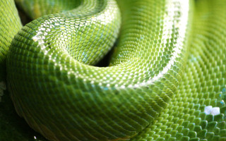 Green cobra fence macro fishnets - ready free wallpaper