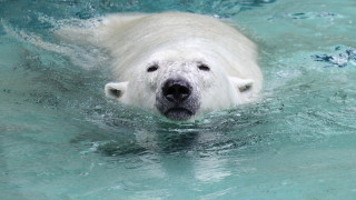 Polar bear swimming ecological art - polar free wallpaper