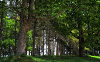 Forest trees grass hill park - a forest free wallpaper
