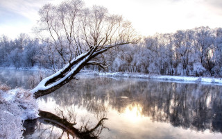 Winter tree lake reflection forest - leaning free wallpaper
