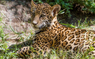Leopard laying in grass blurry - a bush in the background free wallpaper