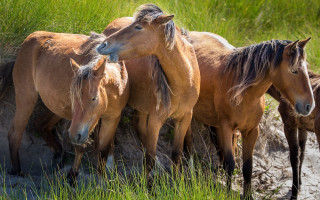 Horses field puddle nature animals - a field of grass and dirt free wallpaper