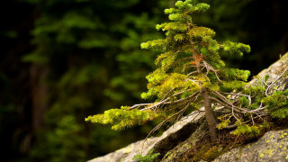 Small tree rock woods moss - green moss free wallpaper