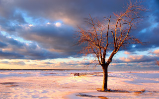 Lone tree snowy field bench - a lone tree in a snowy field free wallpaper