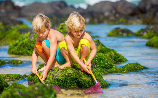 Beach children seaweed rock vibrant - a blue ocean in the background free wallpaper