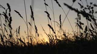 Sunset tallgrass forest silhouette macro - tall free wallpaper