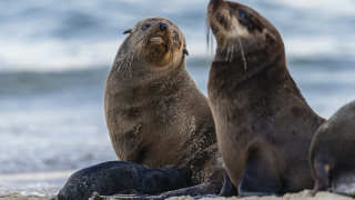 Sea lions beach ocean wave - top of a beach next free wallpaper