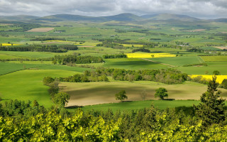 Green field trees mountains clouds 2 - a few yellow flower free wallpaper