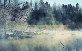 Foggy lake birds winter arkhip - a few leaf free wallpaper for desktop