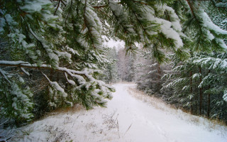 Snowy forest path ecological art - lot of trees free wallpaper